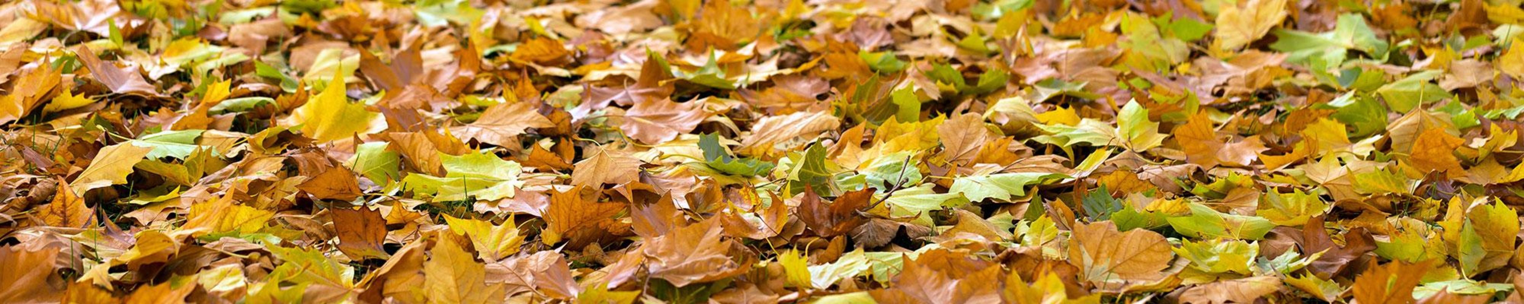 Herbstlaub - Quelle: No-longer-here auf Pixabay