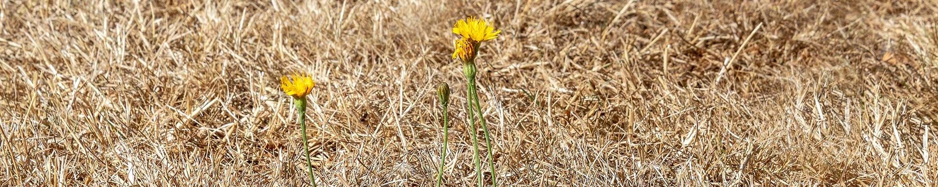 Verbrannter Rasen (Bild: von Myriams-Fotos auf Pixabay)