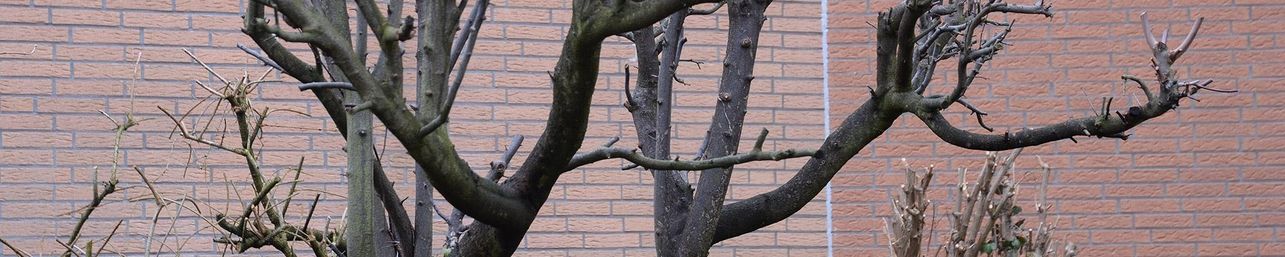 Kahler Baum im Februar ohne Blüten oder Blätter