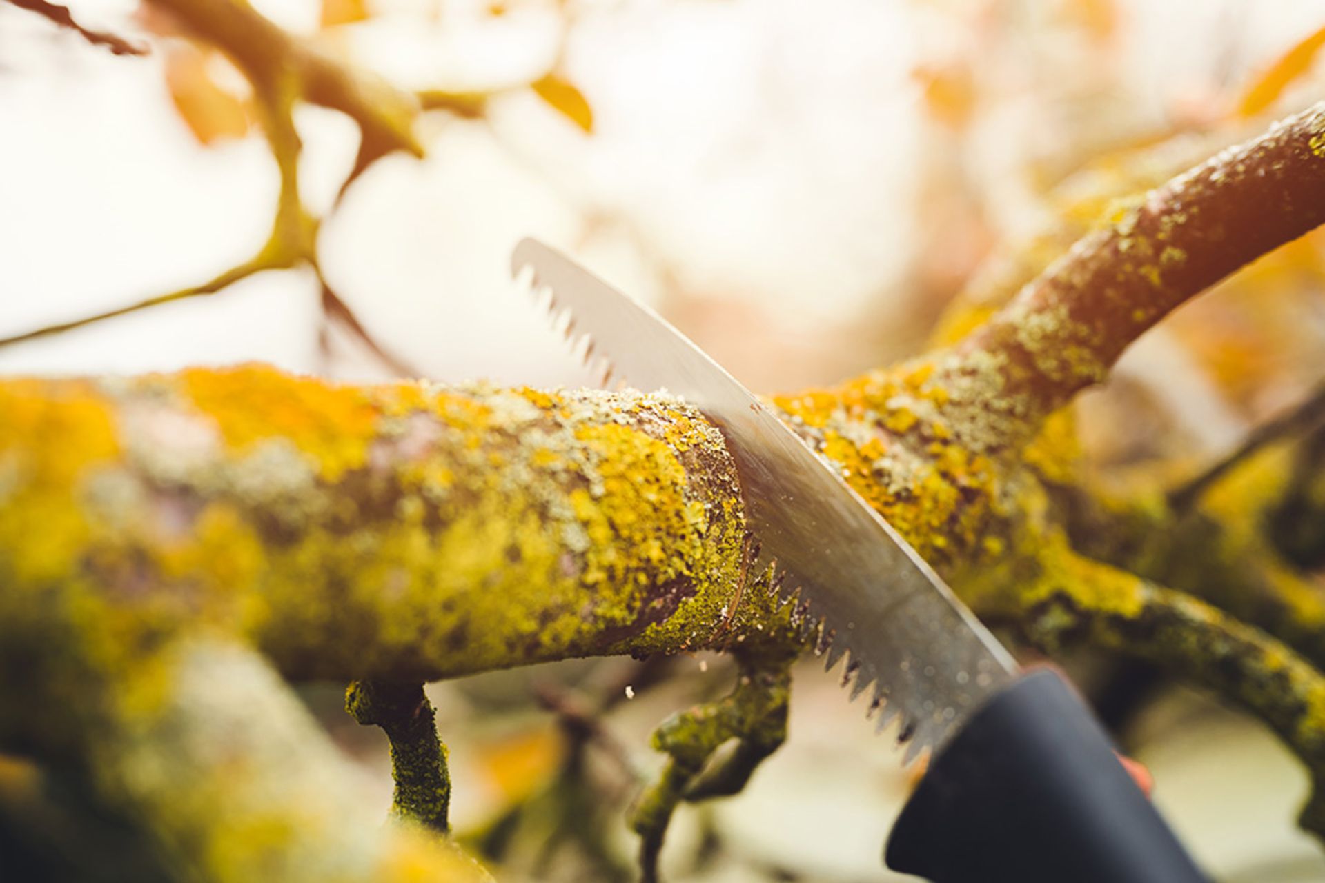 Ein Baumschnitt mit der Handsäge kann schnell ermüdend werden, wenn die Äste zu dick oder die Anzahl der Bäume zu groß sind. (Bild: Peter Kniez/Shutterstock.com)
