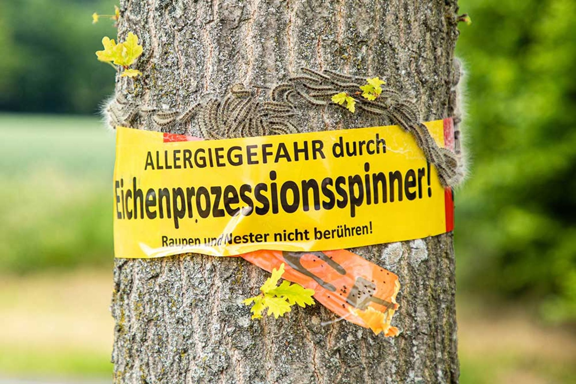 Gefahrenschild an einem Baum