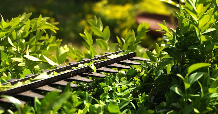 Heckenschnitt im Herbst