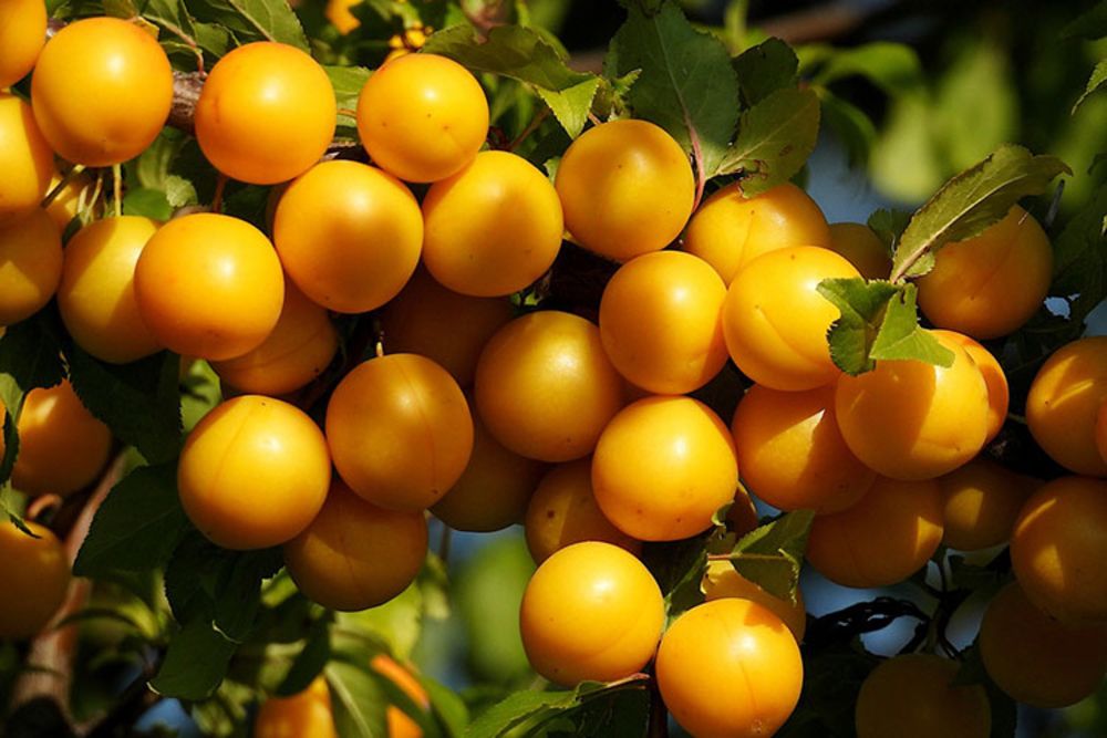 Extremer Fruchtbestand kann zu massivem Schaden beim Baum führen. (Bild von JA2020 auf Pixabay)